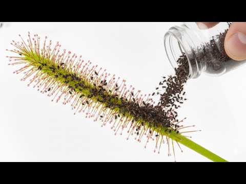 1,000 Flies vs 5 Carnivorous Plants