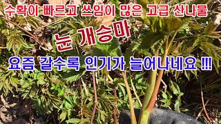 수확이 빠르고 쓰임이 많은 고급 산나물 눈개승마. 요즘 갈수록 인기가 높아지네요.(산나물 재배, 눈개승마, …