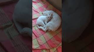 lovely and cute kitten with mother&#39;s