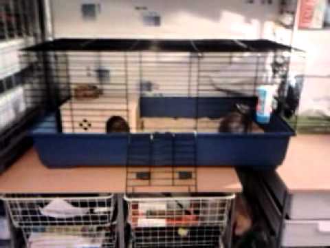 comment construire une cage a lapin nain