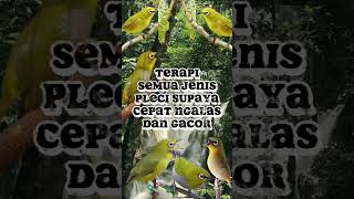 Download lagu Terapi semua jenis burung pleci supaya cepat ngalas dan gacor#burungmasteran #burunggacor mp3