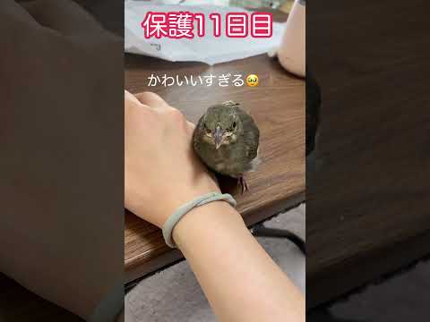 IUCN分類における絶滅の危険性を示す図。