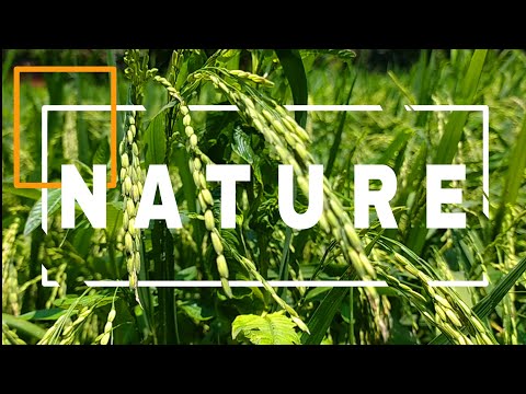 NATURE || Jump Into Nature || Cinematic Video
