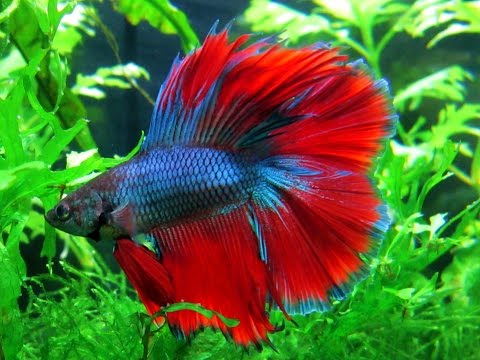 How to care for a betta fish: My Fun Fish Self Cleaning Fish Tank || Cómo cuidar a los bettas peces