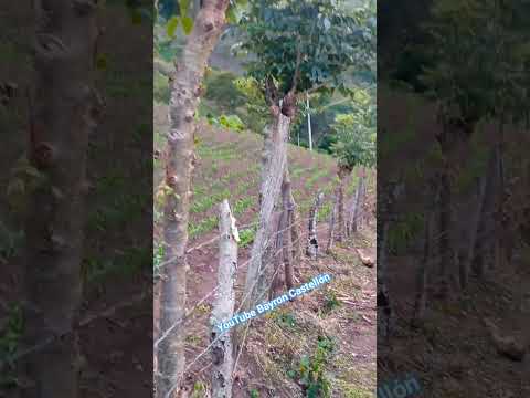 Condega, en el departamento de Estelí una hermosa milpa de maíz y frijoles. Nicaragua 2026