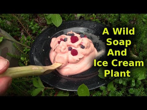 Bushcrafted Soap And Ice Cream From Same Plant