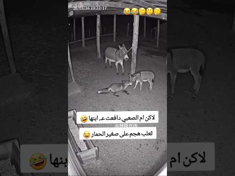 حمار دافع عن صغيرة من الثعلب 😂 #funny #abu_qais24 #shorts