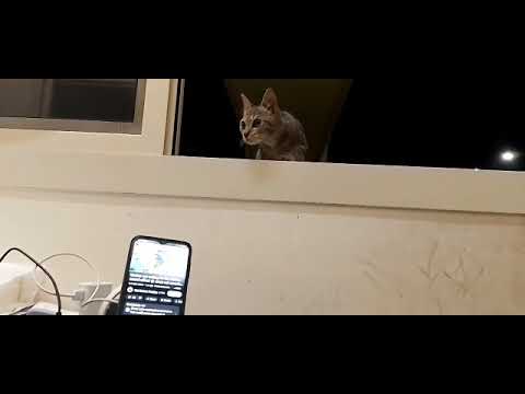 Cat 🐈️  he is surprised 🤔 to hear the sound of cat on mobile and is looking for it.@Birendra333