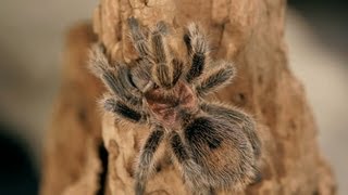 Do Tarantulas Make Good Pets? | Pet Tarantulas