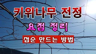 [텃밭농부 2,134]  키위나무 전정 및 접순을 만들어 보관하는 방법! #키위재배 #접순