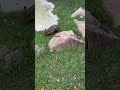 Wombat At Zoo Miami