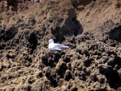 Sebastian's boat trip from Salema towards Sagres in and around the coves and grottos.