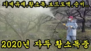 자두농사 달콤새콤한 자두를위해서 석회유황으로 살균소독했어요