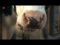 Stal vol sensoren maakt effect stikstofmaatregelen tastbaar