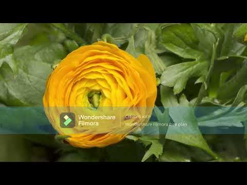 4K Blooming Flowers with Relaxing Piano Melodies & Nature Sounds - NATURE  2025