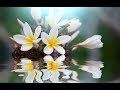 Peaceful Music, Relaxing Music, Instrumental Music, "For a Moment Still" by Tim Janis
