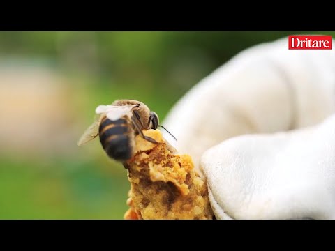 Çfarë i bën qumështi i bletës trupit dhe si ta përdorni! | Vlog në Dritare