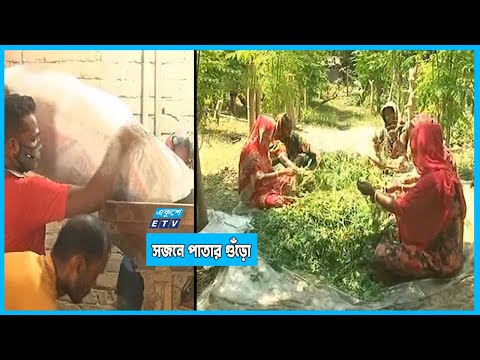 দুবাই পাঠানো হচ্ছে সজনে পাতার গুড়ো