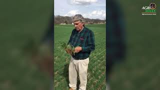 Nitrogen Application Timing