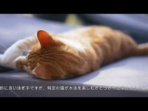 猫は泳げますか?