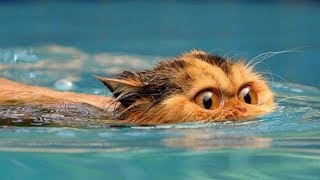 Я РЖАЛ ПОЛ ЧАСА / СМЕШНЫЕ ЖИВОТНЫЕ , КОТЫ СОБАКИ И ДРУГИЕ