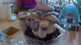 [農家の菜園]20/12/14  エリンギ栽培キットpart2 エリンギ収穫　[家庭菜園]