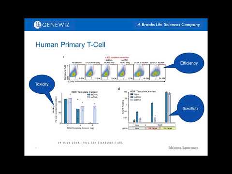 Improved Genome Editing Using Single-Stranded DNA