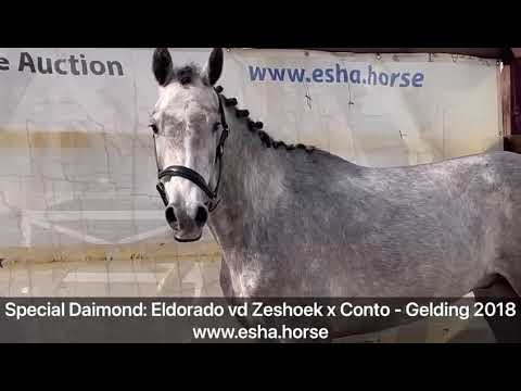 Special Daimond: Eldorado van de Zeshoek x Conto