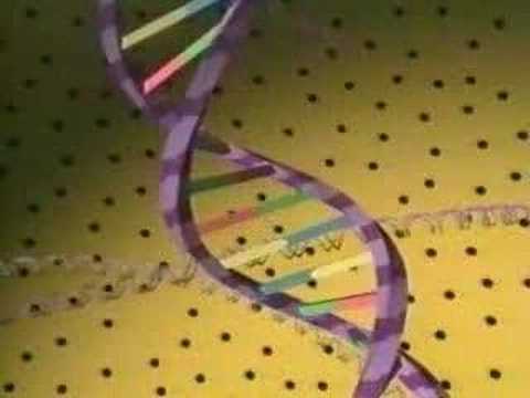 DNA