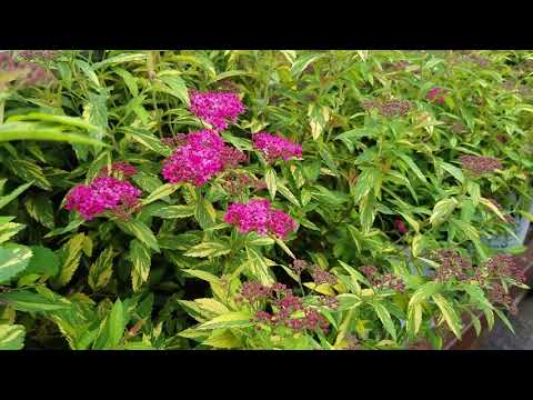 download lagu mp3 mp4 Painted Lady Spirea, download lagu Painted Lady Spirea gratis, unduh video klip Painted Lady Spirea