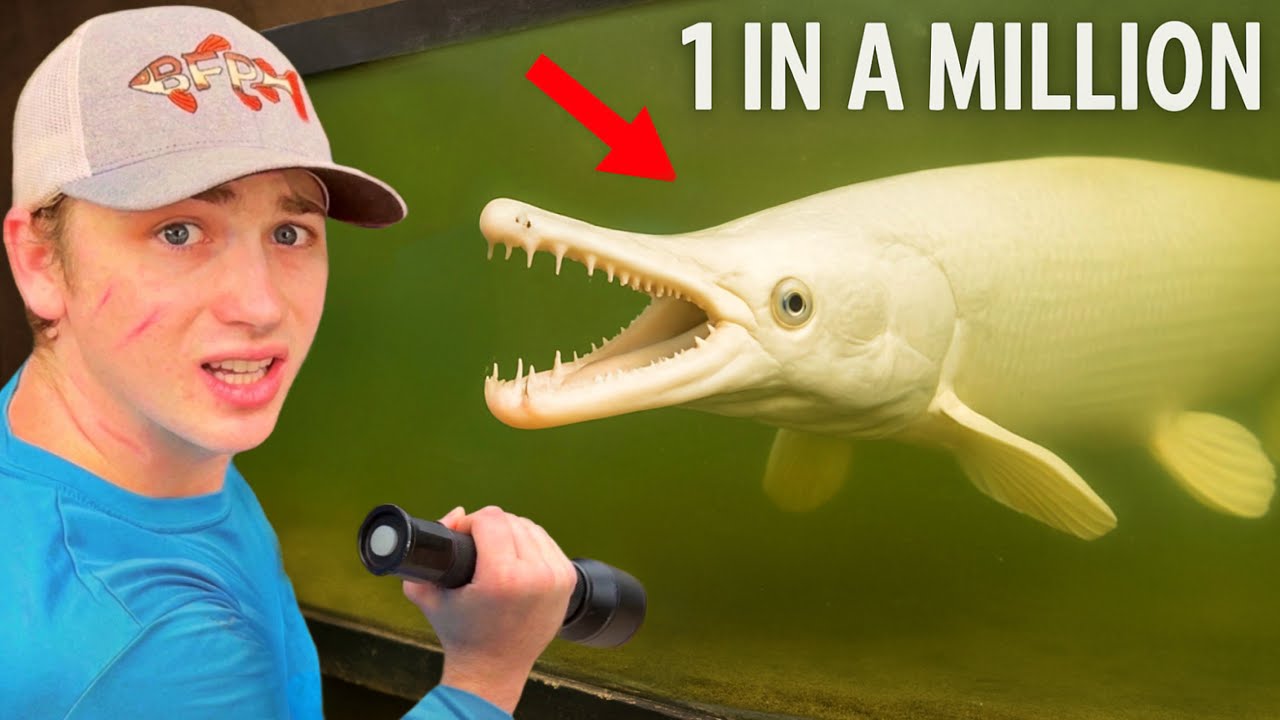 I Bought the RAREST Fish in The World!