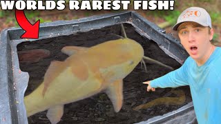 I Bought the RAREST Fish in The World!