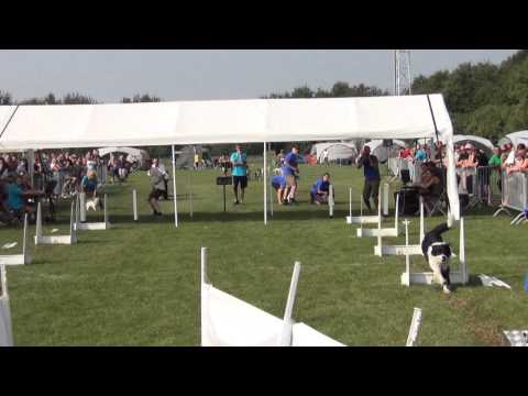 Finale EFC 2013 Carinthian Flyball Team