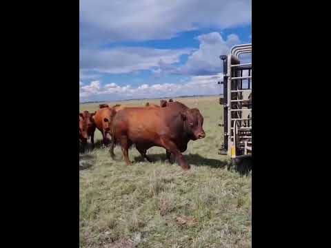 How a breeding bull is greeted by pasture full of cows