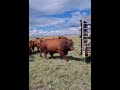 How A Breeding Bull Is Greeted By Pasture Full Of Cows