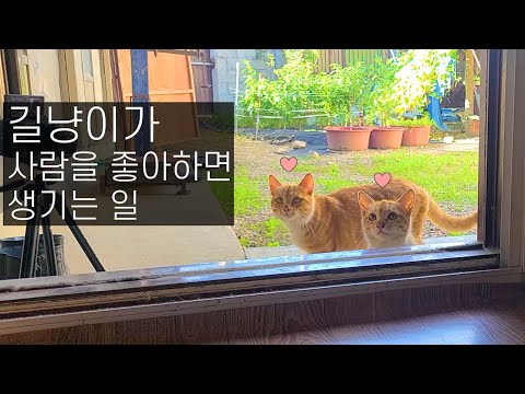 사람을 믿게 된 길냥이들, 그리고 찾아온 변화