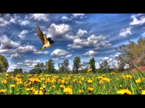 Solti Károly - Eresz alatt fecskefészek