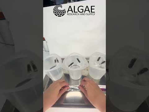 Temperature vs. Photosynthesis in Algae Beads