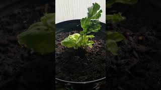 How to regrow a head of iceberg lettuce from core
