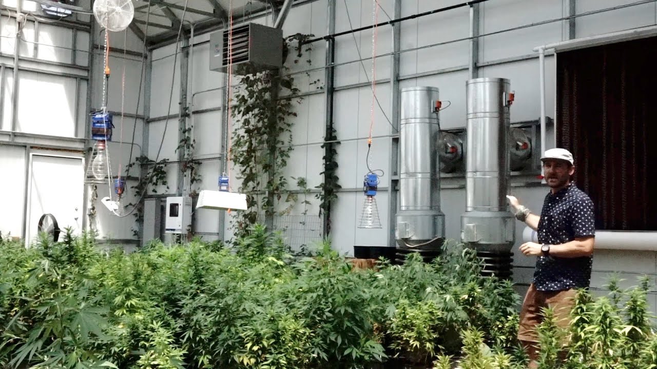 Tour Ceres with Josh | Commercial Hemp Operation in the Ceres "Sol" Greenhouse