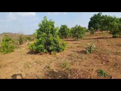 35 guntha farmhouse land in Shahapur @50 lacks 30 mango trees and borwell