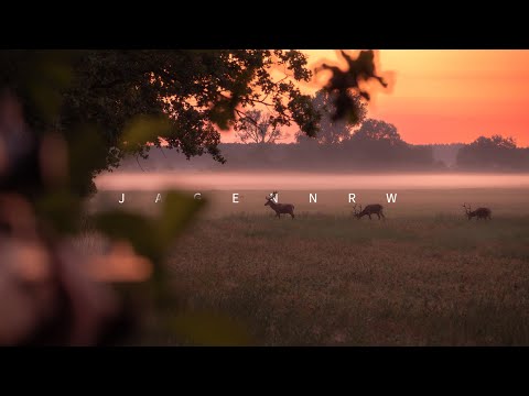 ShortTrailer - Mit Doppelbüchse auf Hirsch, Sau & Bock - Ein Sommermärchen - Hunt on Demand jagenNRW