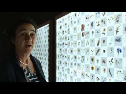 Amy Shelton: Florilegium: Honey Flow