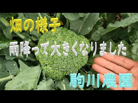 園芸 イベリド葉短コマ症