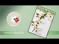 How-to | Mock Orange - Through the Arbor Garden by Susan