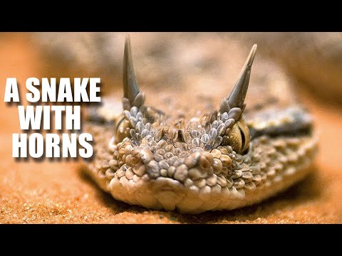 Desert Horned Viper Facts: a SNAKE with HORNS 🐍 Animal Fact Files