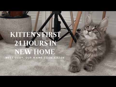 Kitten’s First Day Home (Meet Our Maine Coon Kitten, Cody!)