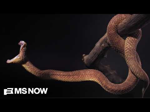 HBO’s ‘Monsters of God’: Inside the $1B Illegal exotic reptile smuggling trade
