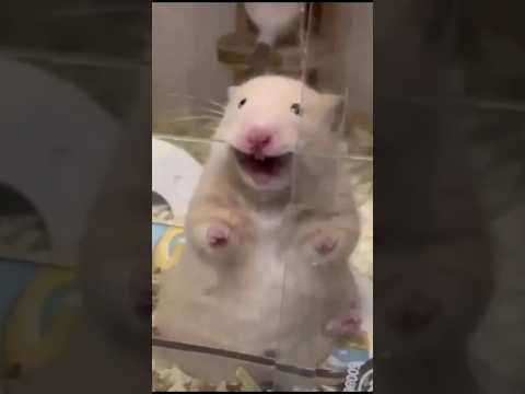 Vidéo amusante sur les souris - piège électrique fait maison