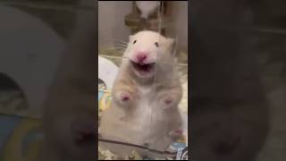 Miniature vidéo